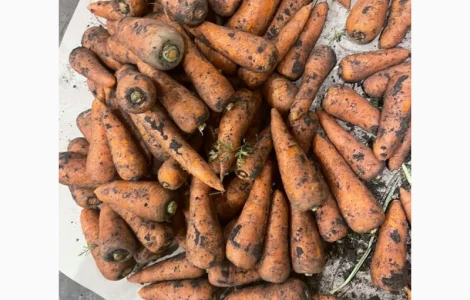 Морква свіжа