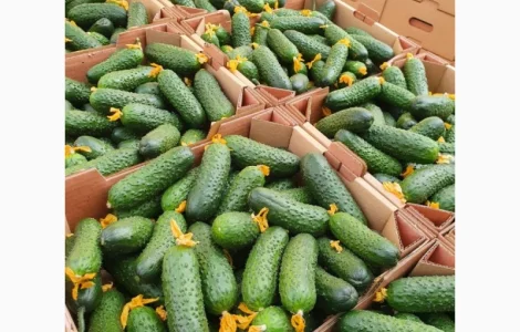 Маю покупців огурків колючего 6-9 см и гладкого на экспорт