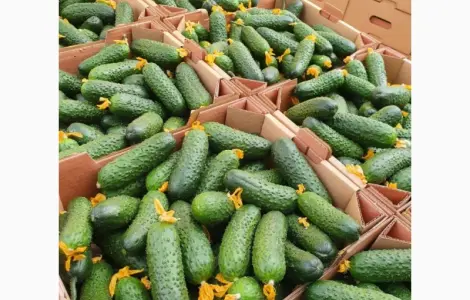 Маю покупців огірків колючого 6-9 см і гладкого на експорт