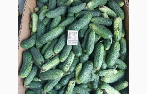 Продам свіжі грунтові огірочки Арктика для свіжого вживання та засолки