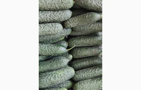 Прямые оптовые продажи Огурцов из Турции