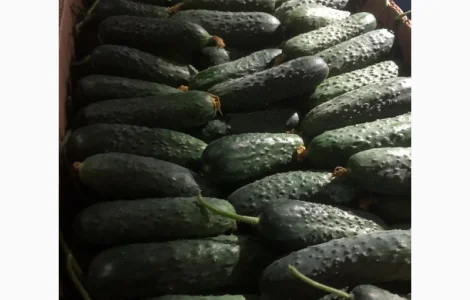 Продам огурцы оптом