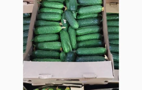 Купимо теплічні огірки оптом по всій Україні
