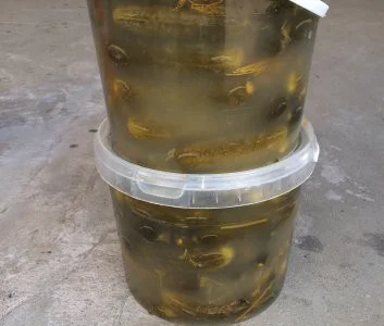 Соленый Огурец, соления