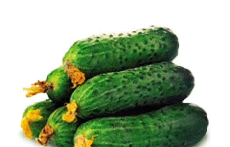 Куплю огурец кориншон