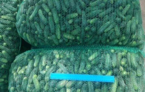 Огірок грунтовий