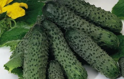 Компанія закуповує на постійній основі огірки корнішони (3-6 см)