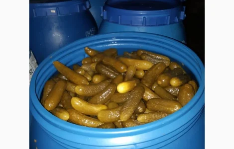 Продам огурец