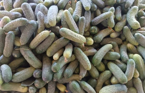 Продам огірки