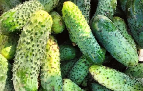 Огірок 8 - 10 см