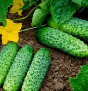 Приймаємо предзамовлення на грунтовий огірок