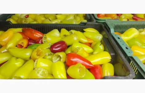 Перець для фаршировки