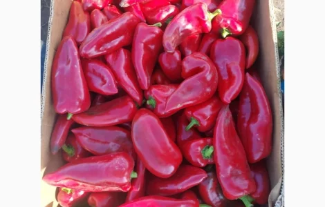 Продам свіжий солодкий перець Полет