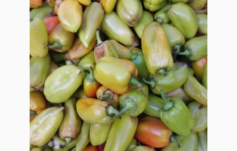 Продам зелений перець на переробку 2т у Новомосковському районі