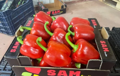 Перец экспорт из Турции