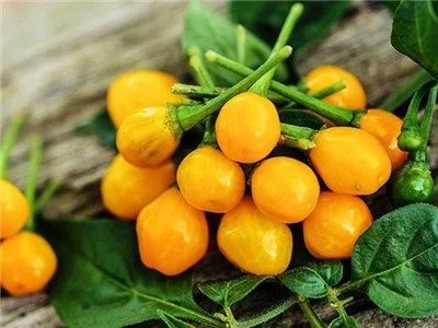 Cемена самого дорогого в мире Перца Чарапита - Aji Charapita