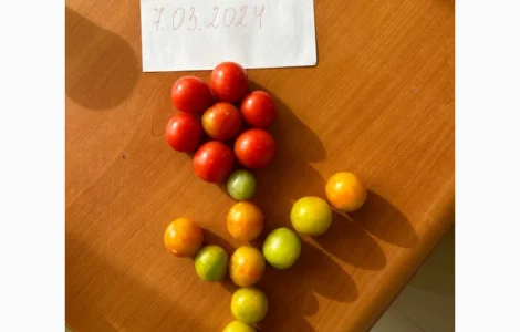 Томат черрі Єгипет