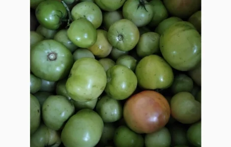 Продам зелені томати (не підмерзлі)