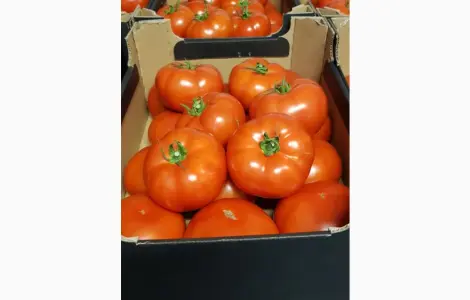 Продам помідори