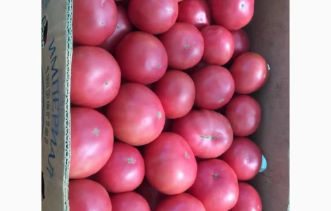 Куплю рожевий помідор