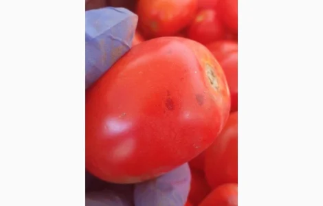 Продаємо томат сливка 2с