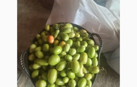 Продам зелені помідори