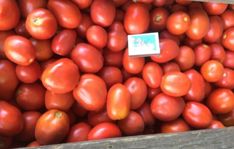 Продам помідор сливка