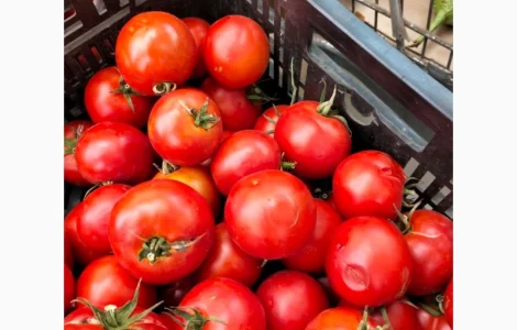 Томатний помідор