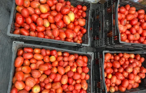 Томатний помідор сливка