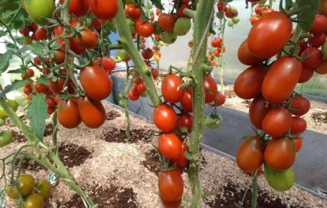 Продаю помідори (томат) теплічний, смугастий, ДЕ-БАРАО