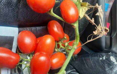 Продам помидоры первая выборка