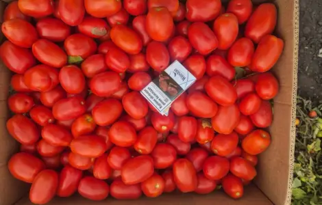 Продам помідор