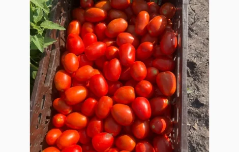 Продам помідор