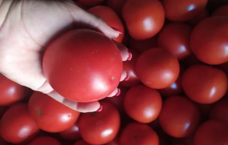 Продам розовый помидор 27 грн