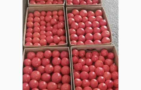 Продам помидор розовый 25 грн