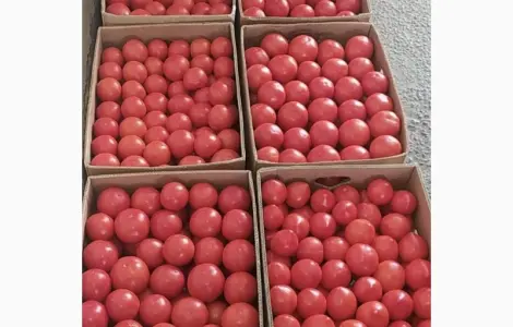 Продам помідор рожевий 25 грн