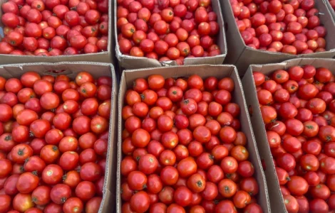 Продам полевой помидор