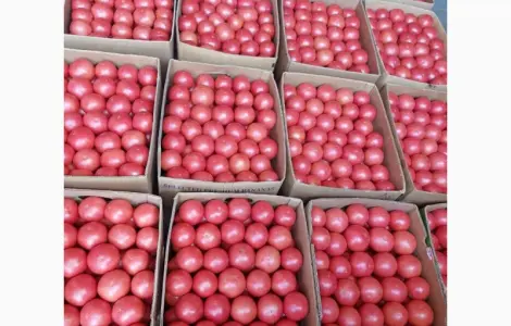 Продам помідор рожевий червоний