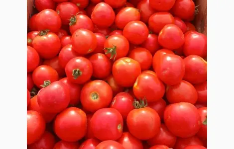 Продам полевой помидор 20 грн