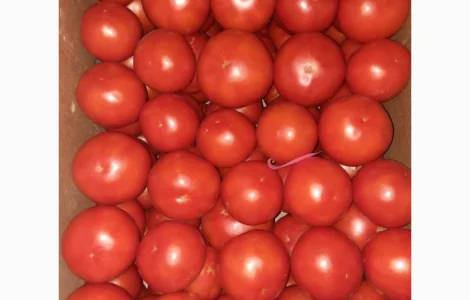 Продам розовый помидор