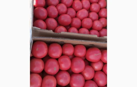 Продам розовый помидор опт