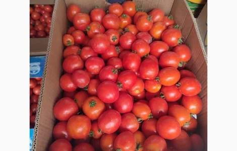 Продам помідор сливка