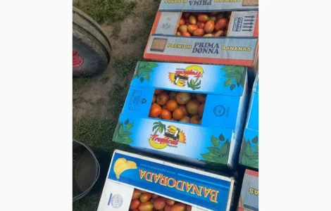 Продам помідор з поля