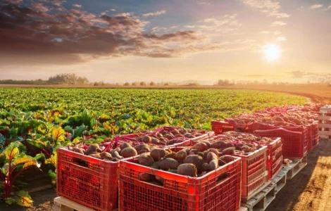 ТОВ "Агрофреш груп" здійснює закупівлю буряку