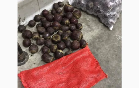 Буряк молодий Єгипет