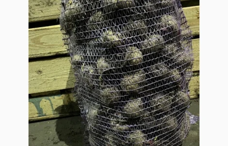 Продам свеклу