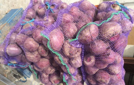 Продам свеклу