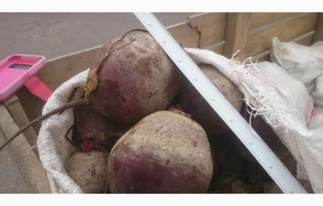 Продаж буряків оптом