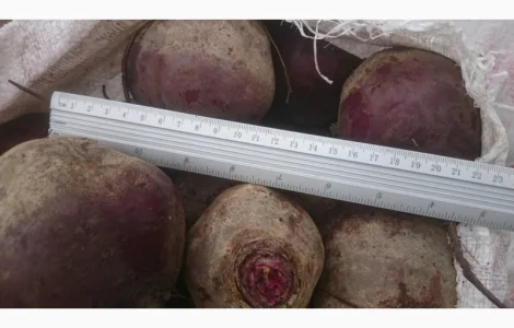 Продам оптом товарний буряк