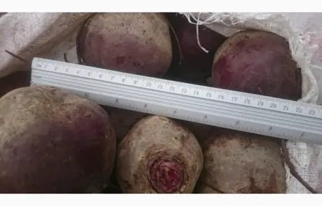 Продам оптом товарний буряк